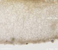 Paragalactinia succosa image