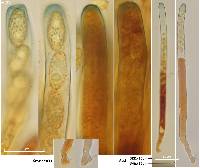 Peziza griseorosea image