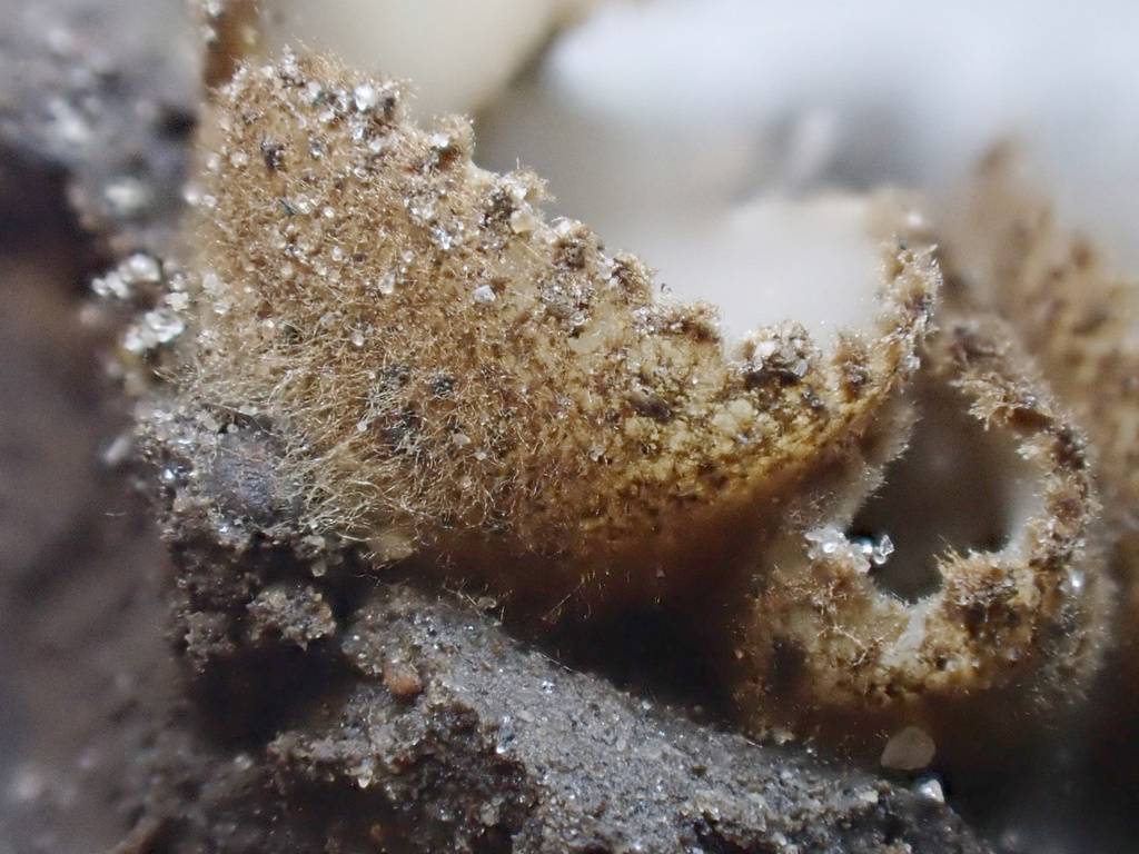 Geopora cervina image