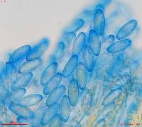 Boubovia luteola image