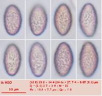 Ascobolus lineolatus image