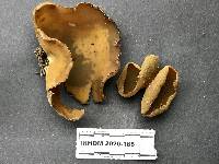 Phylloscypha phyllogena image