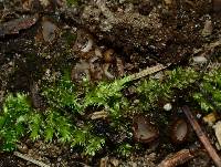 Trichophaea pseudogregaria image