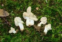 Helvella lactea image