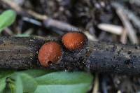 Scutellinia vitreola image