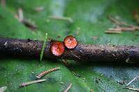 Scutellinia vitreola image