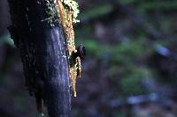 Pseudoplectania melaena image