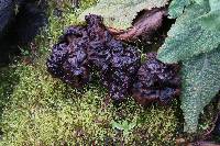 Gyromitra ambigua image