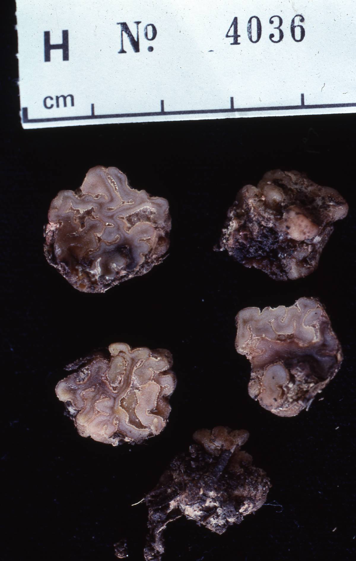 Amylascus image