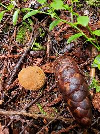 Elaphomyces asperulus image