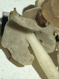 Helvella stevensii image