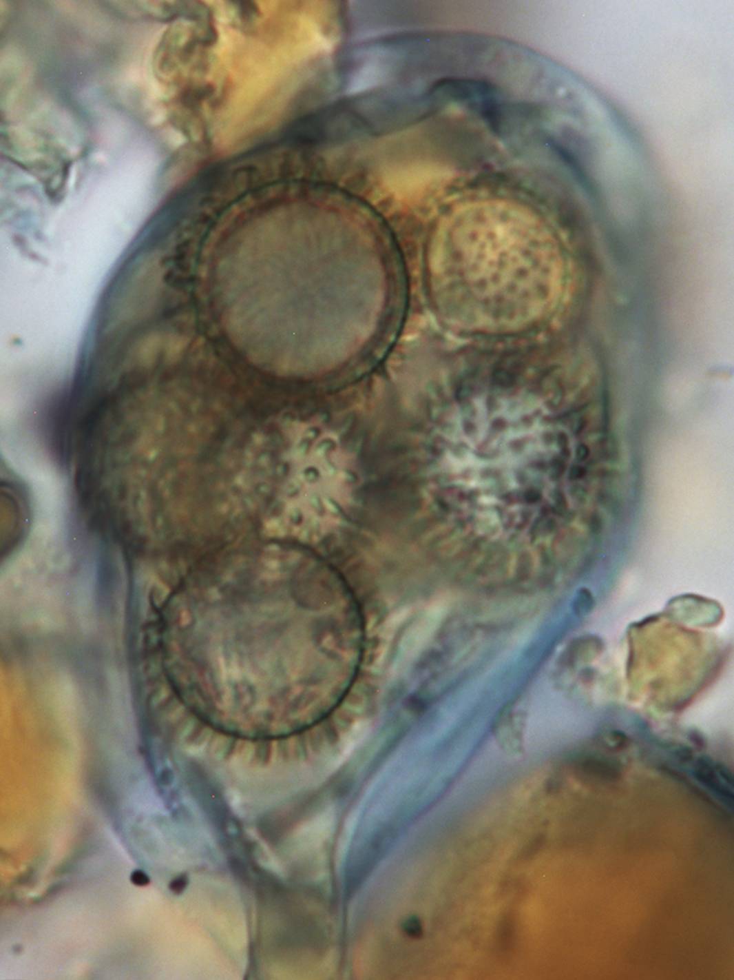 Amylascus herbertianus image