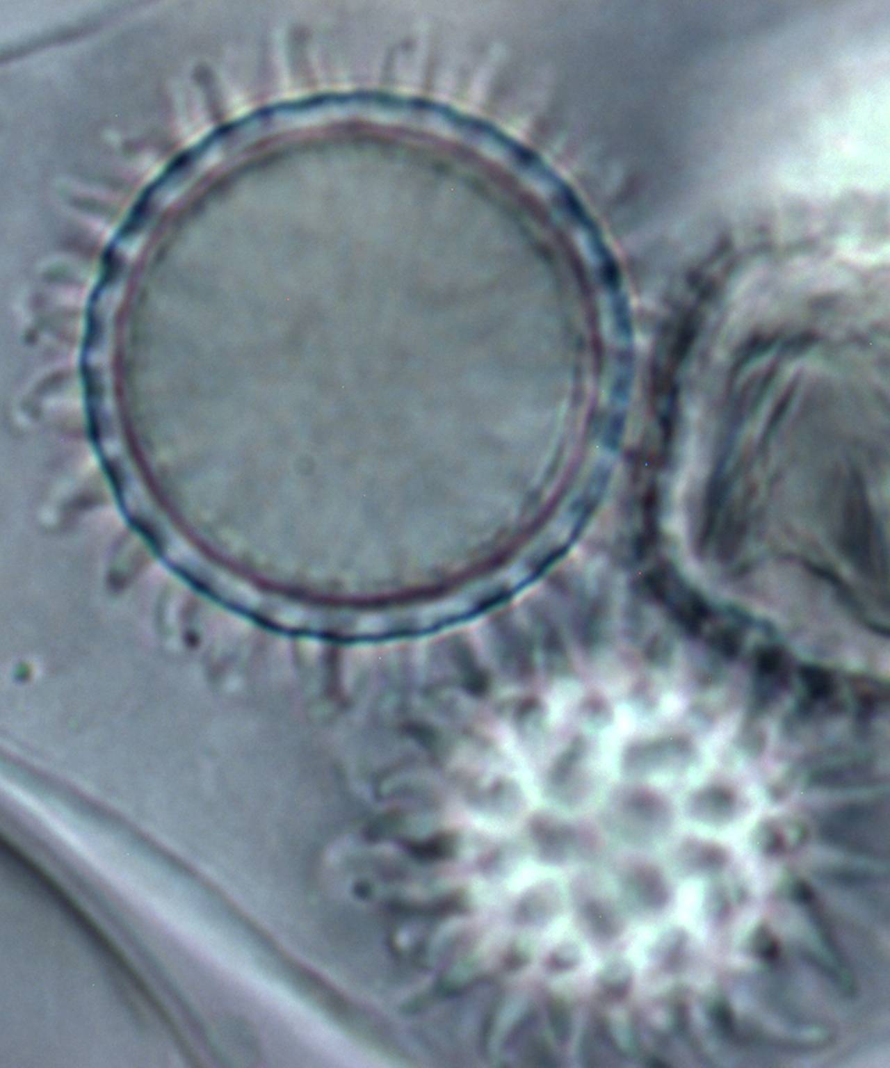 Amylascus herbertianus image