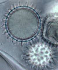 Amylascus herbertianus image