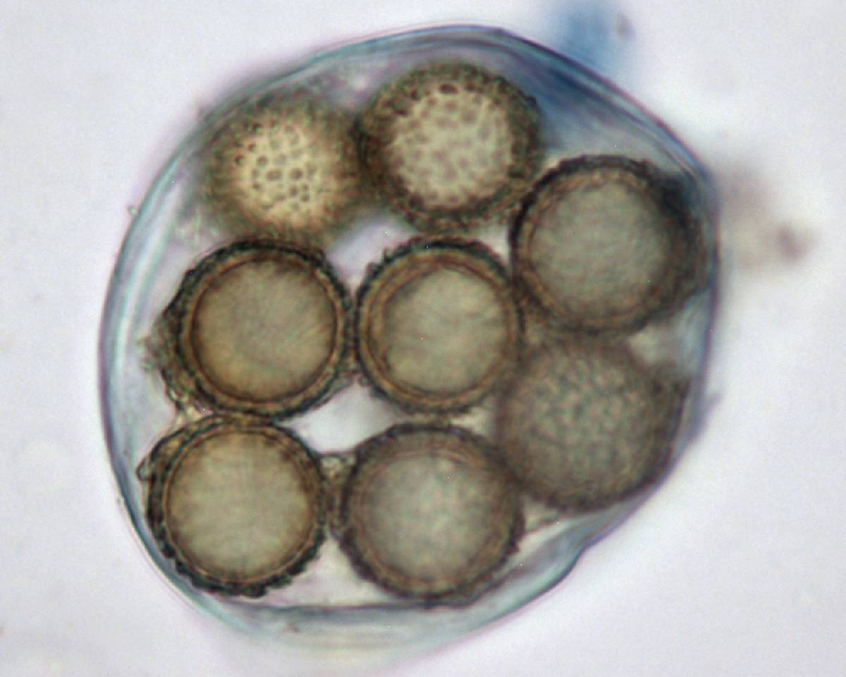 Amylascus herbertianus image