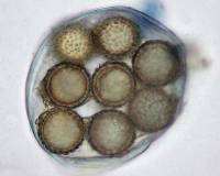Amylascus herbertianus image