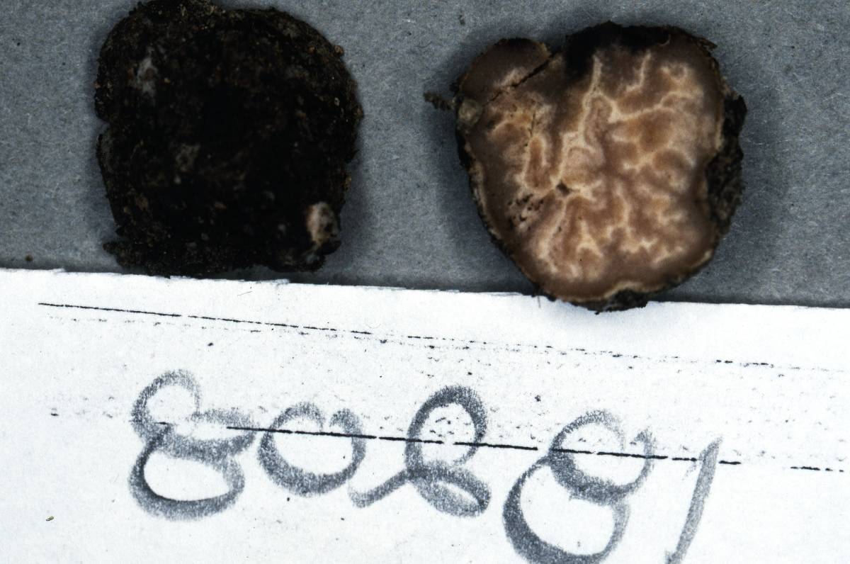 Amylascus image