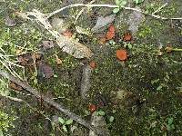 Scutellinia vitreola image