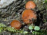 Scutellinia vitreola image
