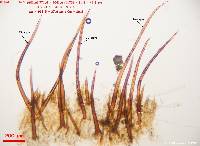 Scutellinia vitreola image