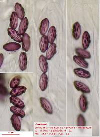 Ascobolus denudatus image