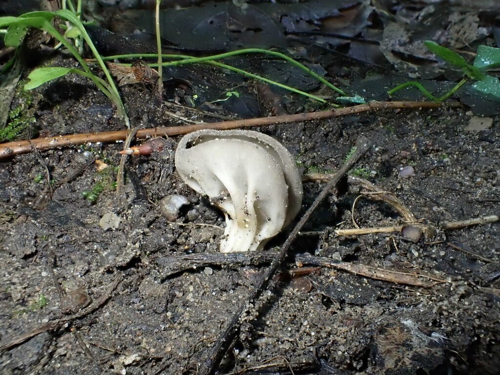 Helvella calycina image