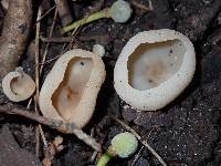Paragalactinia succosa image