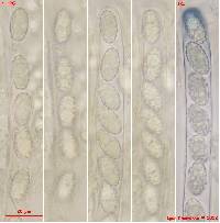 Paragalactinia succosa image