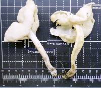Helvella fistulosa image