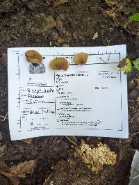 Paragalactinia succosa image