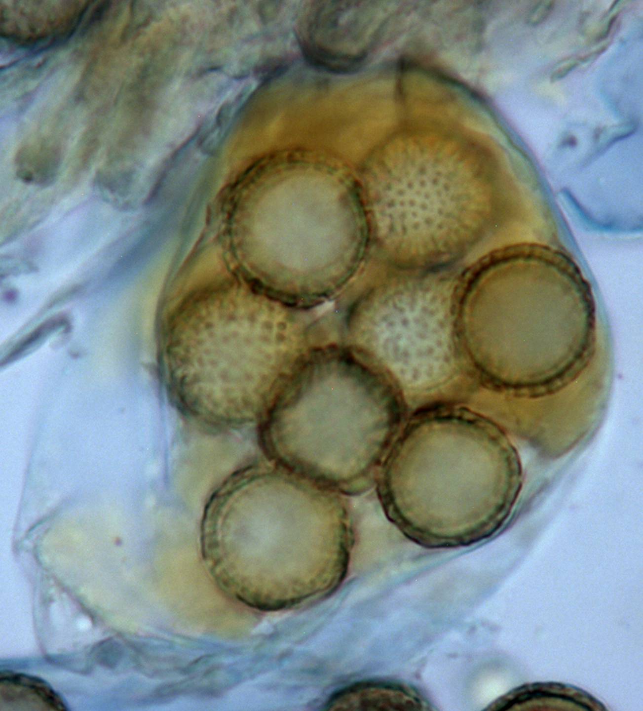 Amylascus tasmanicus image