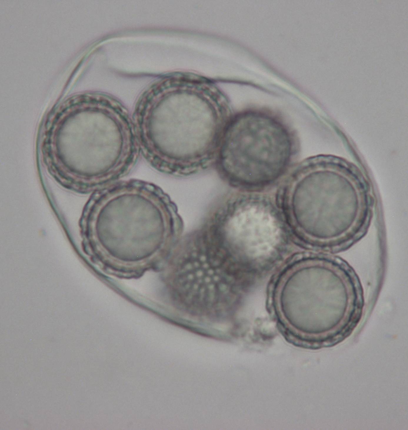 Amylascus tasmanicus image