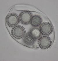 Amylascus tasmanicus image