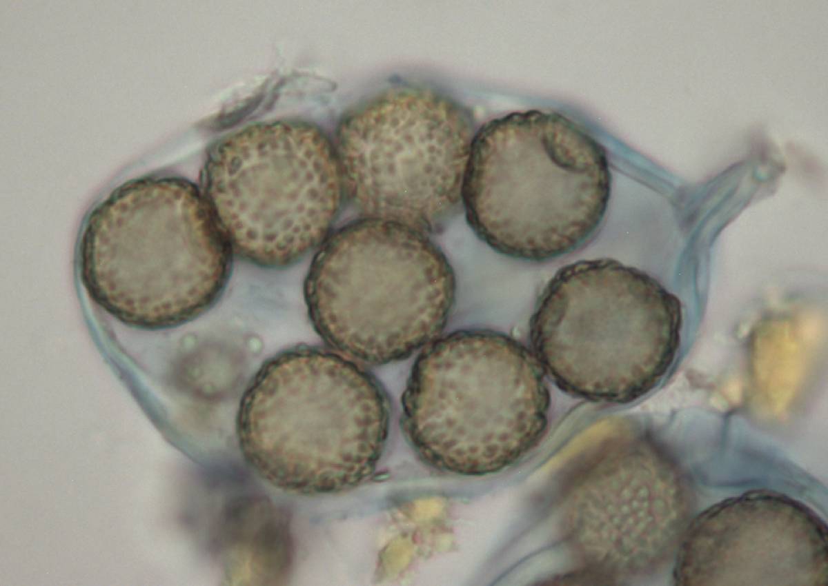 Amylascus tasmanicus image