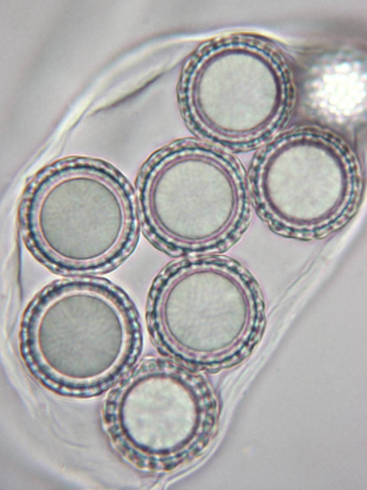 Amylascus tasmanicus image