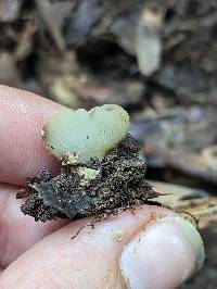 Paragalactinia succosa image