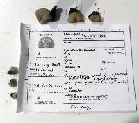 Paragalactinia succosa image