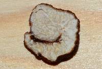 Tuber spinoreticulatum image