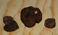 Tuber spinoreticulatum image