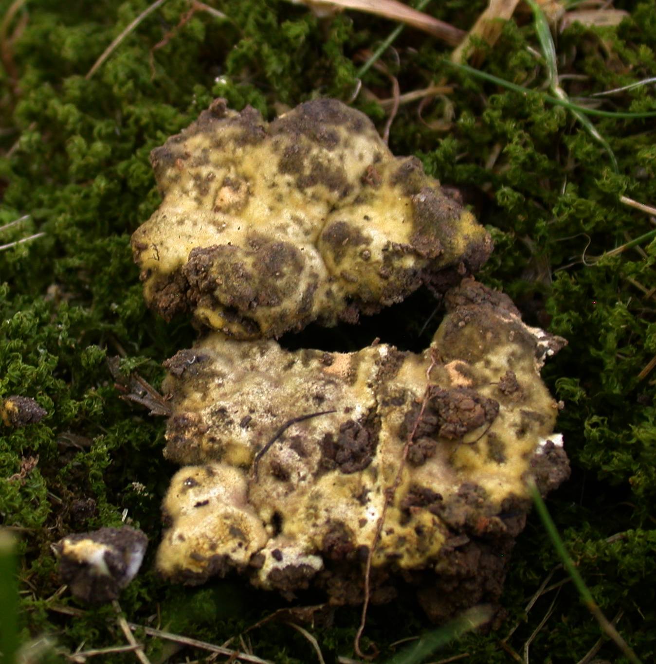 Pachyphlodes annagardnerae image