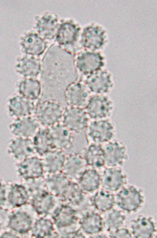 Pachyphlodes annagardnerae image