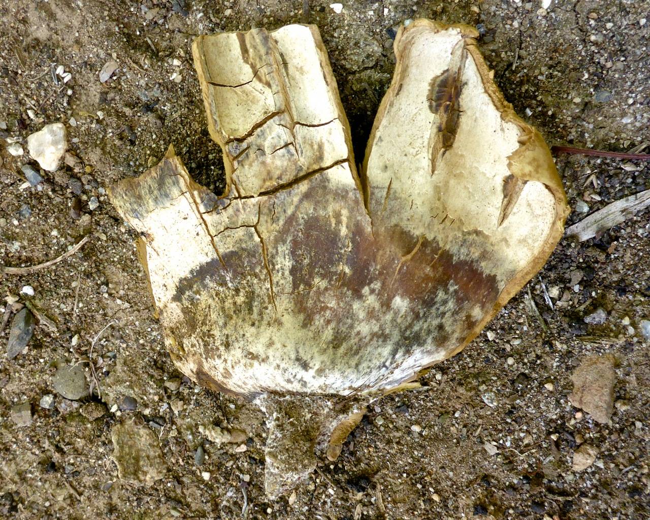 Calvatia pachyderma image