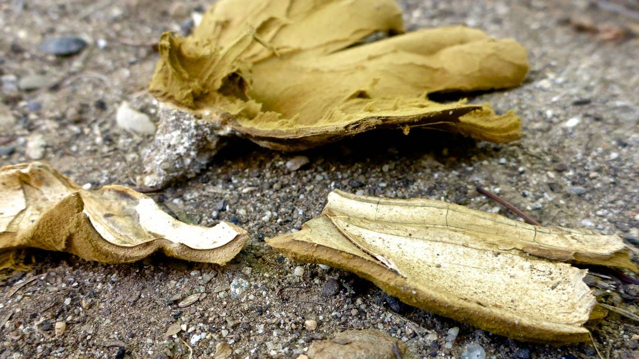 Calvatia pachyderma image