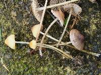 Mycena citrinomarginata image