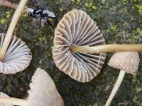 Mycena citrinomarginata image