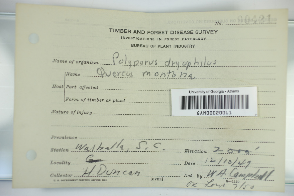 Inonotus dryophilus image