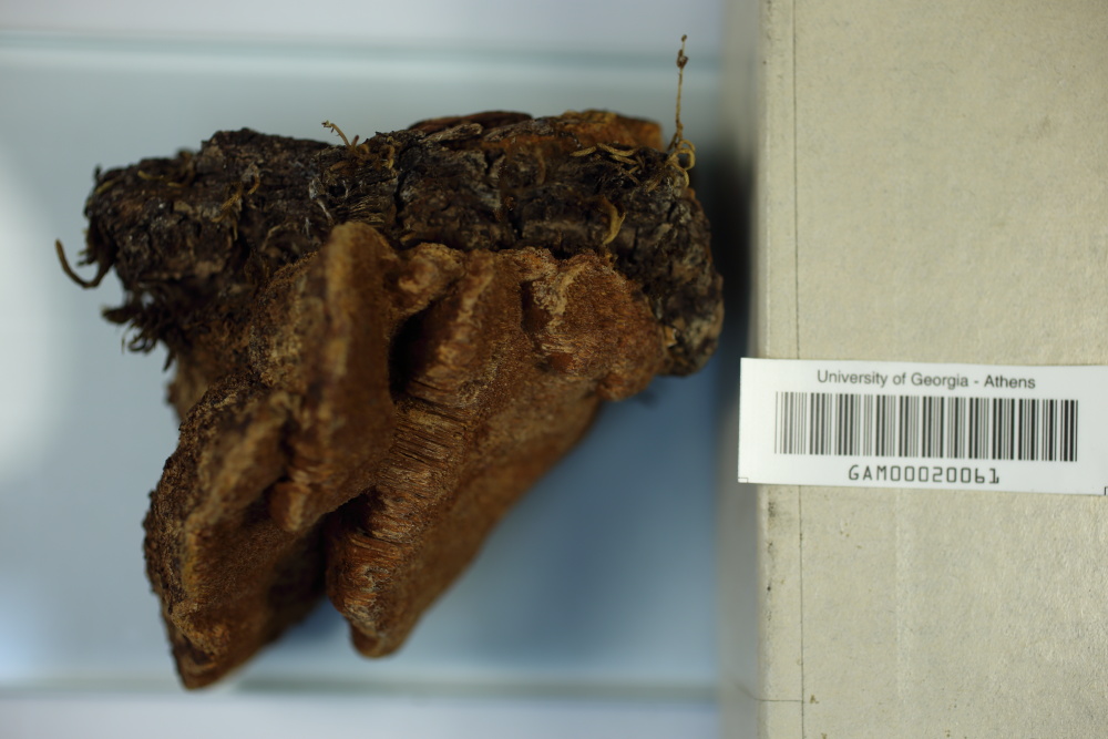Inonotus dryophilus image