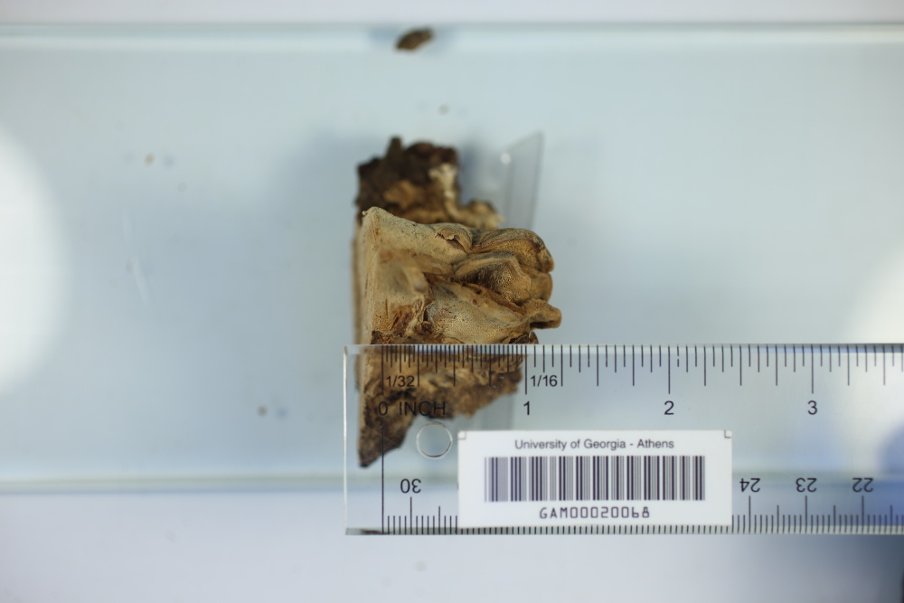 Fomitopsis durescens image
