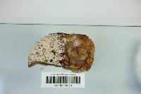Aurantiporus fissilis image