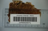 Trametes hirsuta image